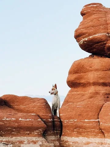 thiswildidea Instagram post about Dog travel