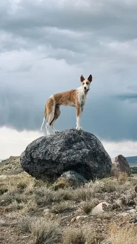 thiswildidea Instagram post about Dog travel project