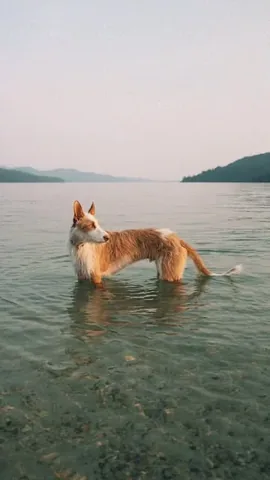 thiswildidea Instagram post about Dog friendly travel