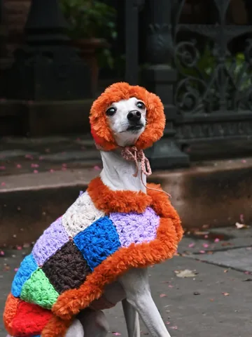 tikatheiggy Instagram post about Dog clothing