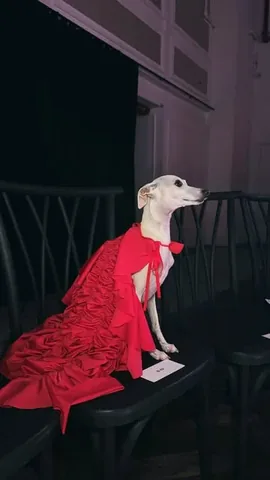 tikatheiggy Instagram post about Fashion event appearance