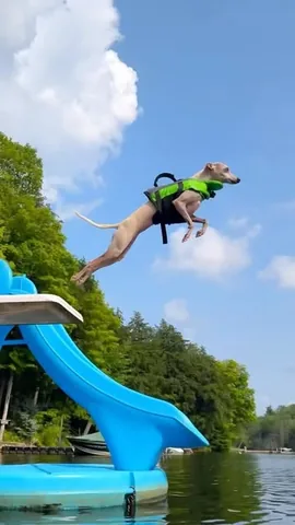 tikatheiggy Instagram post about Dog diving