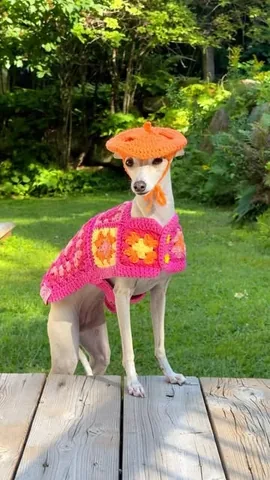 tikatheiggy Instagram post about Crocheted dog clothing