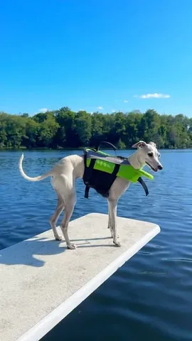 tikatheiggy Instagram post about Dog personalities