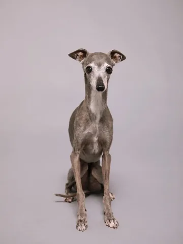tikatheiggy Instagram post about Pet loss and grief