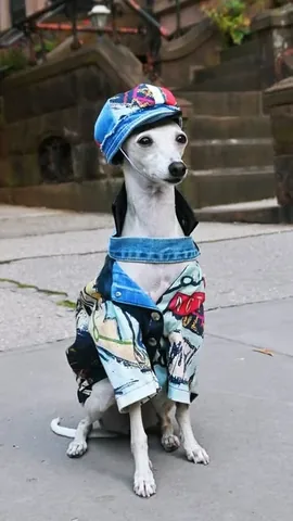 tikatheiggy Instagram post about Upcycled dog fashion