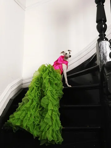 tikatheiggy Instagram post about Dog modeling