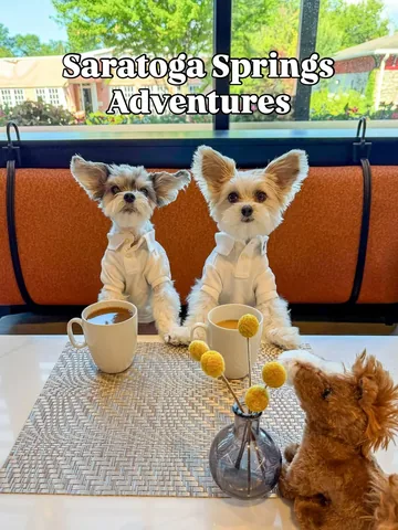 tinkerbellethedog Instagram post about Pet friendly travel