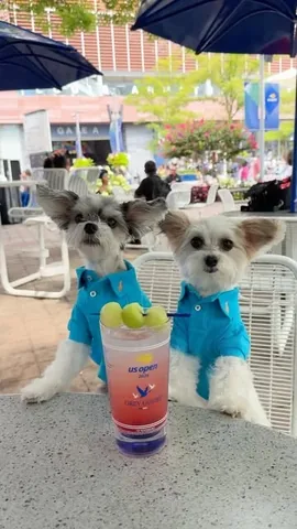 tinkerbellethedog Instagram post about US Open experience