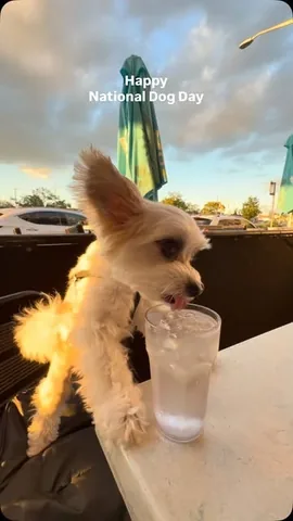 tinkerbellethedog Instagram post about National Dog Day