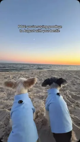 tinkerbellethedog Instagram post about Beach outing