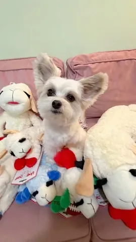 tinkerbellethedog Instagram post about Pet product gift