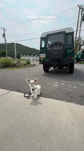 tinkerbellethedog Instagram post about Pet friendly hotel travel