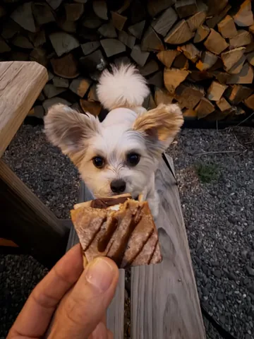 tinkerbellethedog Instagram post about Pet friendly hotel experience