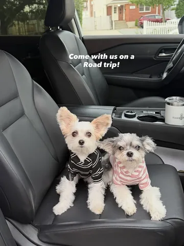 tinkerbellethedog Instagram post about Travel promotion