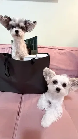 tinkerbellethedog Instagram post about Film promotion