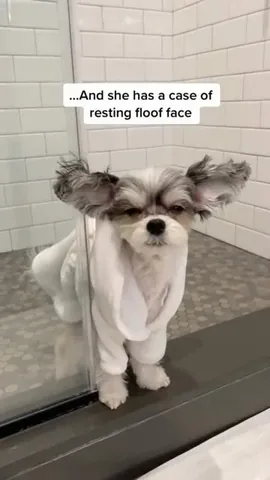 tinkerbellethedog Instagram post about Dog humor
