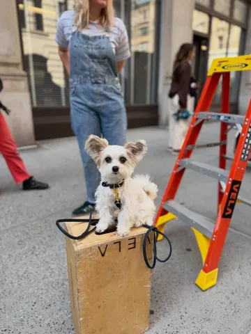 tinkerbellethedog Instagram post about Dog acting