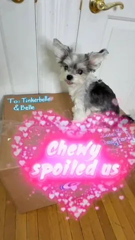 tinkerbellethedog Instagram post about Pet gifts