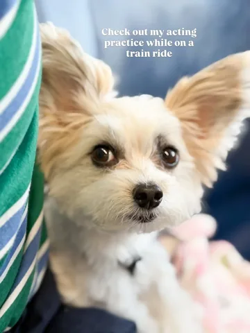 tinkerbellethedog Instagram post about Dog expressions