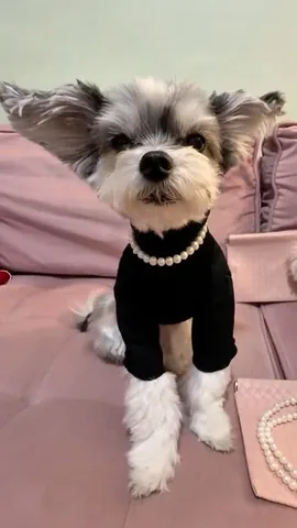 tinkerbellethedog Instagram post about Matching pet and owner jewelry