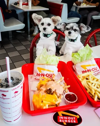 tinkerbellethedog Instagram post about Dog humor