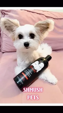 Tinkerbelle The Dog® & Belle Instagram post thumbnail