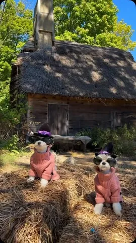 Tinkerbelle The Dog® & Belle Instagram post thumbnail
