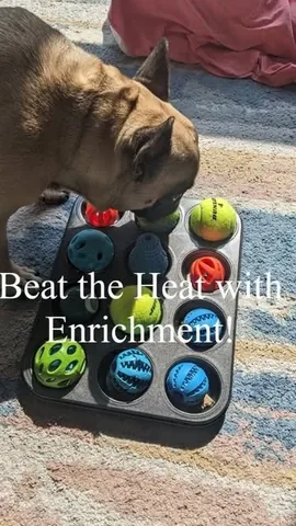 tmistick Instagram post about Indoor dog enrichment