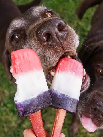 tmistick Instagram post about Fourth of July pet memories