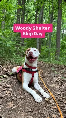 tmistick Instagram post about Shelter dog adoption