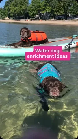 tmistick Instagram post about Water based dog enrichment