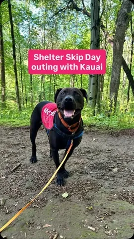 tmistick Instagram post about Shelter dog adoption