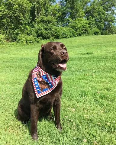 tmistick Instagram post about Memorial Day pet tradition