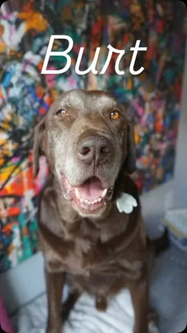 tmistick Instagram post about Pet loss and remembrance