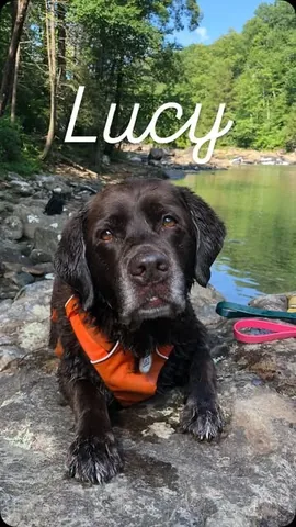 tmistick Instagram post about Pet loss and remembrance