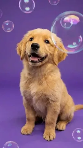 trendyheidi Instagram post about Dog humor