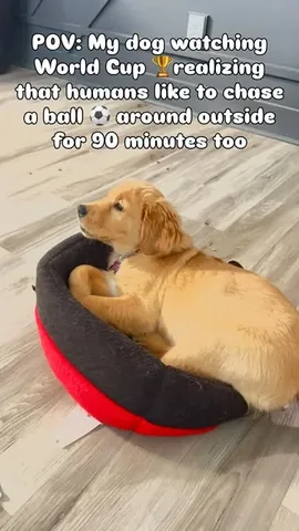 trendyheidi Instagram post about Dog humor