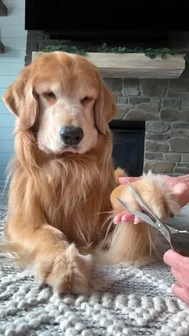 tuckerbudzyn Instagram post about Dog grooming