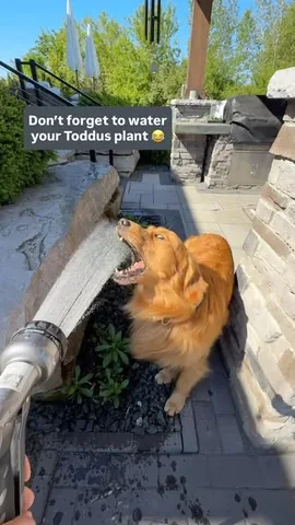tuckerbudzyn Instagram post about Todd the dog