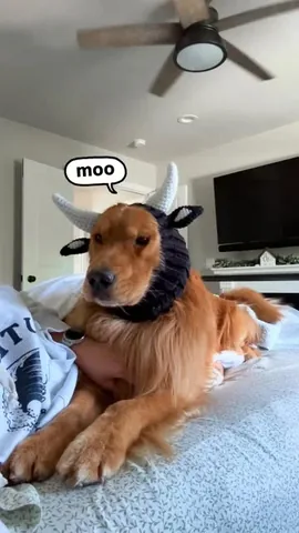 tuckerbudzyn Instagram post about Dog comedy