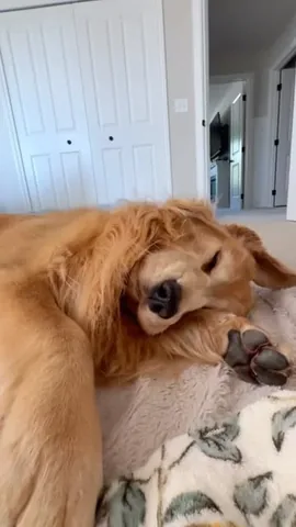 tuckerbudzyn Instagram post about Sleepy dog