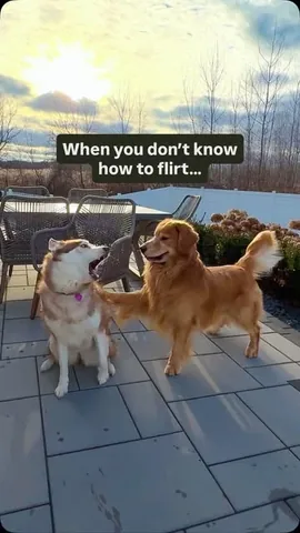tuckerbudzyn Instagram post about Dog romance