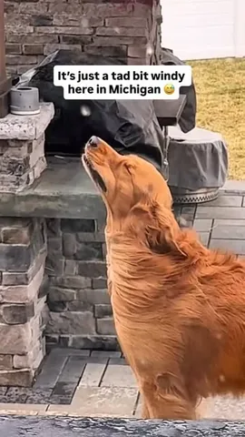 tuckerbudzyn Instagram post about Todd the dog