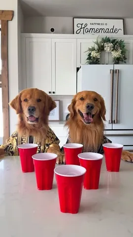 tuckerbudzyn Instagram post about Dog behavior