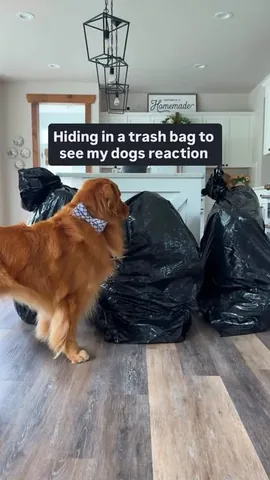 tuckerbudzyn Instagram post about Dog comedy