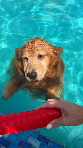 tuckerbudzyn Instagram post about Dog appearance