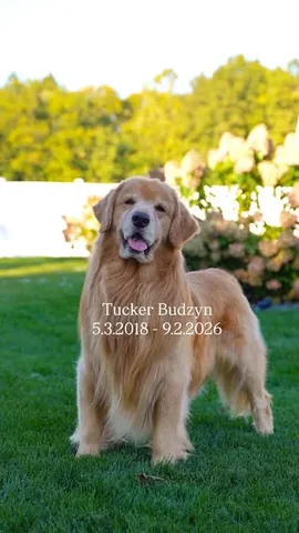 TUCKER | The Golden Retriever Instagram post thumbnail