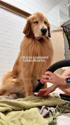 TUCKER | The Golden Retriever Instagram post thumbnail