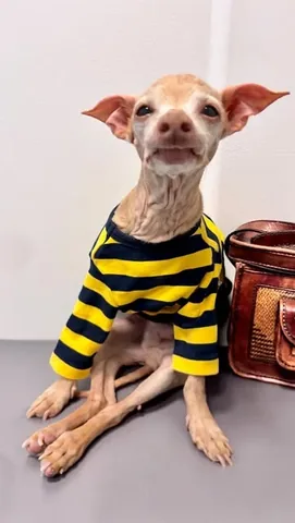 tunameltsmyheart Instagram post about Senior dog health update